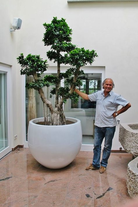 Ficus microcarpa bonsai in the private atrium in a big white planter - buy online Big Pots For Plants Ideas Outdoor, Big Bonsai Tree, Big Planters Outdoor Ideas, Atrium Patio, Big Plant Pots, Modern Planting, Atrium Garden, Plants Interior, Ficus Microcarpa