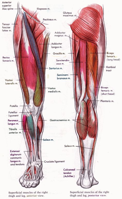 Leg Muscles Diagram, Leg Muscles Anatomy, Anatomy Muscles, Muscles Anatomy, Muscle Diagram, Leg Anatomy, Human Muscle Anatomy, Leg Muscle, Yoga Anatomy