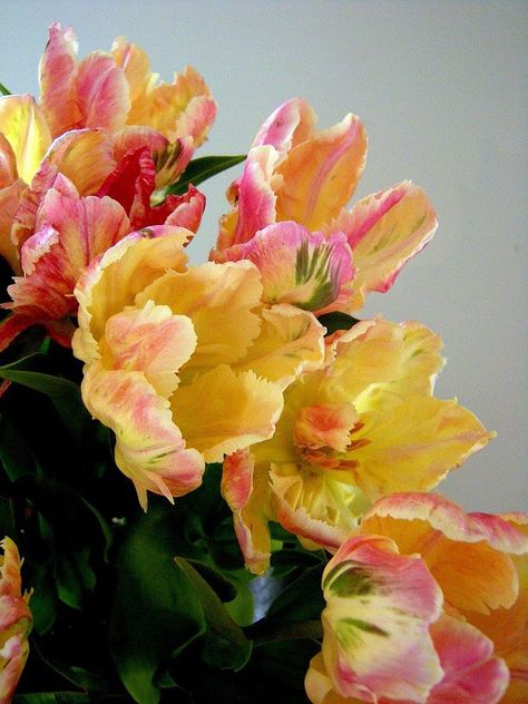 Beautiful French tulips French Tulips, Blue Parrot Tulip, Apricot Beauty Tulip, Tulips Meaning, Parrot Tulips Photography, Apricot Parrot Tulip, Parrot Tulips, Nothing But Flowers, Beautiful Orchids