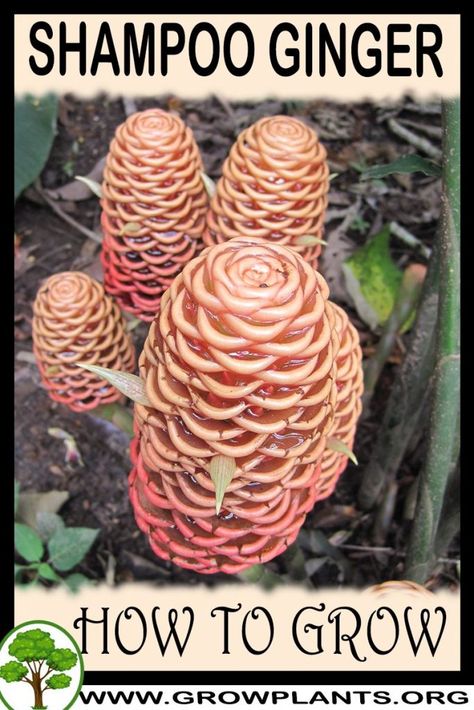 Shampoo Ginger Costus Plant, Shampoo Ginger Plant, Ginger Plant Flower, Edible Roots, Ginger Plants, Diy Backyard Projects, Shampoo Ginger, Ginger Rhizome, Ginger Plant