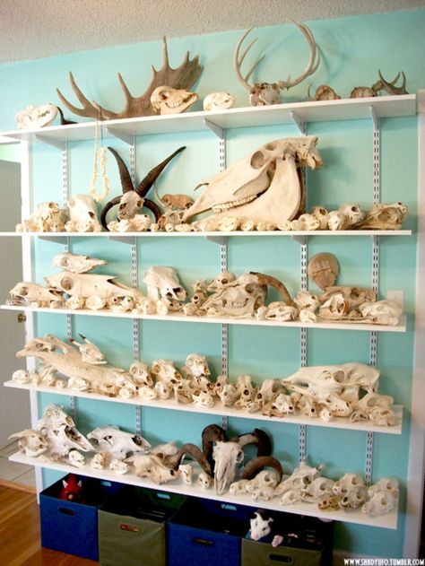 someday, I will have a fancy bone collection... someday.. Bone Collection Aesthetic, Bone Identification, Bone Collecting, Bones Collection, Bone Decor, Oddities Collection, I'm Jealous, Skull Collection, Animal Skeletons