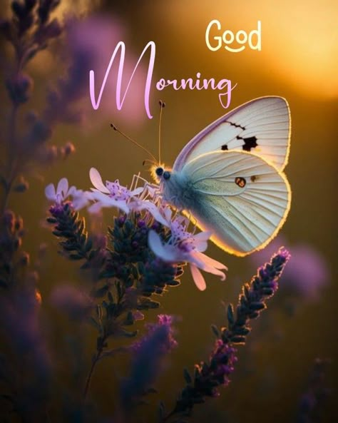 Beautiful Morning Pictures, Good Morning Coffee Images, Cute Good Morning Images, Good Morning Sunshine Quotes, Good Morning Nature, Good Morning Flowers Quotes, Good Morning Images Hd, Good Morning Beautiful Flowers, Good Morning Flowers Pictures