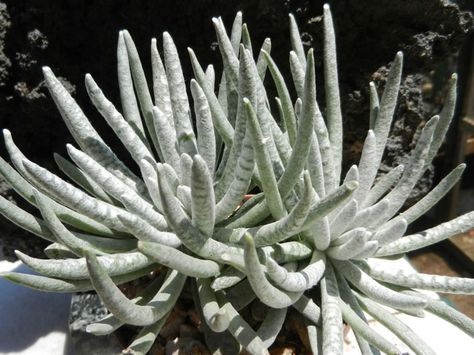 Types Of Succulents Plants, Small Succulent Plants, Types Of Succulents, Succulent Gardening, Small Succulents, Rare Succulents, Cactus Garden, Heating Pad, Cactus Flower