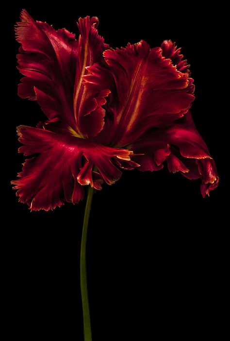 Photography Effects, Parrot Tulips, Dark Flowers, Nothing But Flowers, Flower Paintings, Floral Photography, Red Tulips, Arte Floral, Flower Pictures