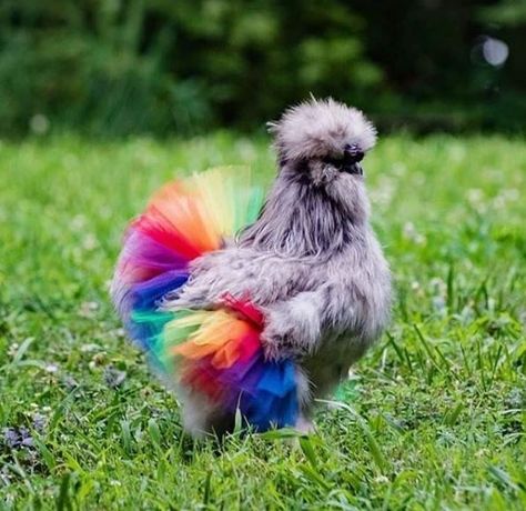 Chickens In Tutus Is Our New Favorite Thing (13 Pictures) - I Can Has Cheezburger? Chicken Tutu, Chicken Pics, Chicken Outfit, Rainbow Chicken, Chicken Accessories, Chicken Saddle, Dog Tutu Dress, Chicken Aprons, Chicken Farmer