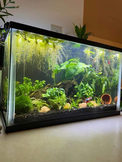 Earthy Fish Tank, Fish Tank Ideas 20 Gallon, Fish Tank 10 Gallon Ideas, Betta Fish Sorority Tank, Planted 10 Gallon Aquarium, Gosh Tank Ideas, 40 Gallon Fish Tank Ideas, Studio Ghibli Fish Tank, 10 Gallon Fish Tank Ideas Decor Aquarium