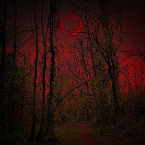 Dark Forest Aesthetic, Wildland Fire, Godzilla Wallpaper, Goth Witch, Dark Tree, Aesthetic Goth, Moon Witch, Magic Forest, Dark Blood