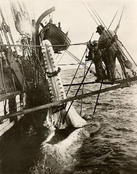 Nautical Pictures, Ancient Mariner, Old Sailing Ships, Foto Transfer, Sperm Whale, Wooden Ship, Maritime Museum, Foto Art, Tall Ships