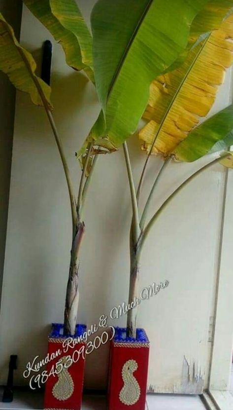 Decorated Plantain leaf stand for Pooja decoration Pooja Decoration, Plantain Leaves, Desi Wedding Decor, Banana Tree, Desi Wedding, Coconut Tree, Main Entrance, Tree Stand, Banana Leaf