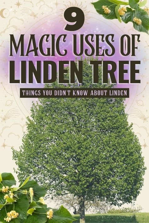 9 Magic Uses of Linden Tree You Didn’t Know About #magicuses #magiclinden #lindenmagic #magictrees #magictree #magicaltrees #magicaltree #lindentree #lindenfolklore #folklore #customs Linden Tree Tattoo, Jesus Tattoo For Women, Tulip Poplar Tree, Divine Tattoo, Linden Leaf, Feminine Divine, Tree Quotes, Poplar Tree, Garden Magic