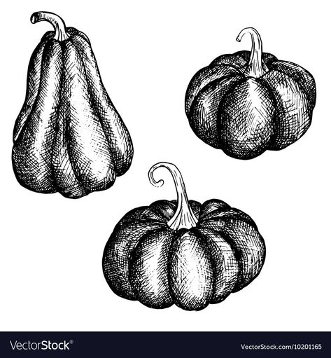 Ink drawing pumpkins Royalty Free Vector Image Pumkin Drawing Realistic, Pumpkin Ink Drawing, Halloween Ink Drawings, Pumpkin Drawing Halloween, Pumpkin Reference, Pumpkin Drawing Easy, Tattooing 101, Drawing Pumpkins, Pumpkins Drawing