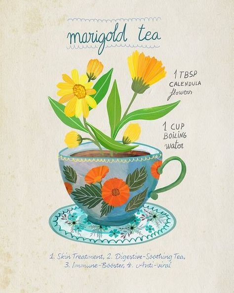 Marigold Tea, Immune Booster, Calendula Officinalis, Collagen Booster, Herbal Teas, Immunity Booster, Tea Recipe, Bar Art, Illustrators On Instagram