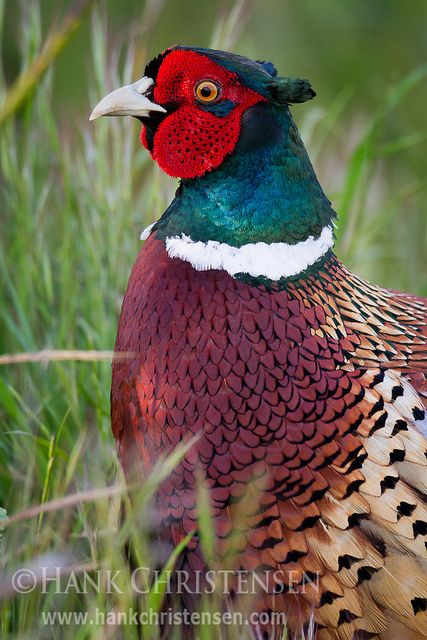 Ring-necked Pheasant; photo by Hank Christensen Pheasant Photos, Common Pheasant, Ring Necked Pheasant, Gamebirds, Coyote Hunting, Deer Hunting Tips, Pheasant Hunting, Bird Hunting, Game Birds