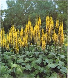 American Meadows, Shade Perennials, Garden Shrubs, Big Plants, Spring Plants, Big Leaves, Flower Spike, Garden Features, Perennial Garden