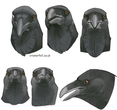 Raven Drawing Tutorial, Crow Concept Art, Raven Anatomy, Crow Character Design, Crow Beak, Crow Head, Bird Anatomy, Raven Head, Crow Pictures