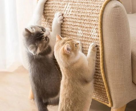 Cat Window Perch, Litter Mat, Cat Scratchers, Cat Window, Cat Bed Furniture, Cat Parenting, Cat Scratching Post, Cat Claws, Cat Scratcher