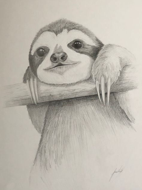 Sloth hanging on a branch wayching the world. Hand drawn pencil sketch. Sloth Drawings Easy, Sloth Drawing Sketch, Easy Sloth Drawing, How To Draw A Sloth, Cute Sloth Drawing, Sloth Sketch, Math Paper, 2025 Art, Super Easy Drawings