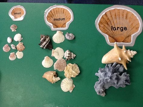 Not sure what to do with those seashells you collected this summer? Here's a great beach-themed sorting exercise! Beach Montessori Activities, Under The Sea Maths Activities Eyfs, Seashell Preschool Activities, Size Activities Eyfs, Classification Activities Preschool, Beach Eyfs Activities, Beach Activities For Preschool, Beach Activities Preschool, Beach Preschool Activities