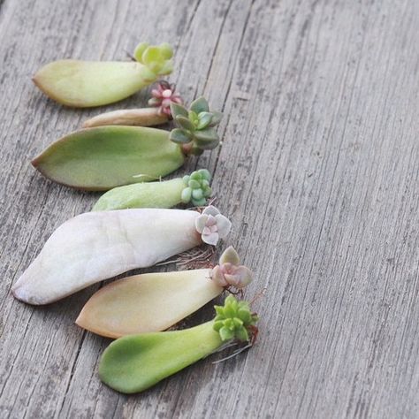 pretty babies - how to replant trim and propagate succulents Starting Succulents From Leaves, Succulent Cuttings Propagation, Succulents Propagating, Propagating Succulents From Leaves, Multiplier Des Plantes Grasses, Diy Terrariums, How To Propagate Succulents, Water Succulents, Suculent Plants