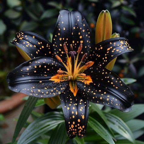 Everything Witch & Old Souls | Starry Night Lily (Lilium) | Facebook Night Rider Lily, Night Rider, Old Souls, Old Soul, Green Thumb, Starry Night, Witch, Lily, Flowers