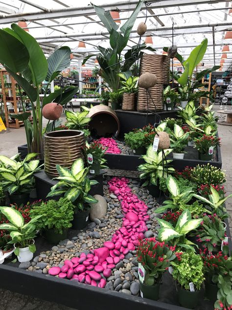 Easter Cactus display at Molbak's Plant Show Display, Cactus Display Ideas, Retail Plant Display, Greenhouse Display Ideas, Nursery Display Ideas, Garden Center Displays Retail Ideas, Garden Display Ideas, Plant Store Display, Garden Centre Displays