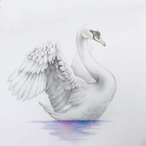 swan.  #swan#swandrawing#drawing #design#pencil#tattoo#tattoodesign#picture#follow#followme Pencil Tattoo, Swan Drawing, Swan Tattoo, Swan Wallpaper, Swan Painting, Swans Art, Pencil Drawings Of Animals, Wings Drawing, Drawing Wallpaper