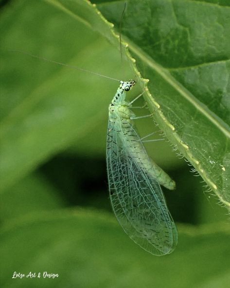 Green lacewing.  Photo:  Lotze Art & Design. Art Design, Green, Design, Art