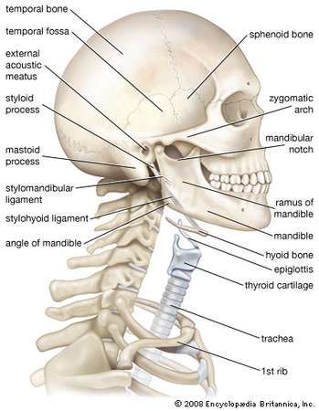 Hyoid Bone Anatomy, Bones Of The Head, Anatomy Of The Neck, Hyoid Bone, Neck Muscle Anatomy, Skeletal System Anatomy, Bones And Botany, Neck Anatomy, Bone Anatomy