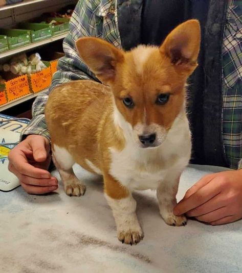 Cowboy Corgi Mix Breed Puppies & Price Detail – Amazing Merle Corgi, Bobcat Kitten, Corgi Mix Breeds, Cowboy Corgi, Corgi Dog Breed, Corgi Puppies For Sale, Mini Cowboy, Corgi Names, Mixed Breed Puppies