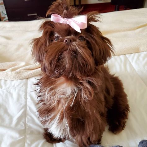 Liver Shih Tzu, Chocolate Shih Tzu, Brat Doll, Thanksgiving Break, Living My Best Life, My Best Life, Brown Dog, Dream Board, Best Life