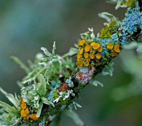 Diy Moss, Lichen Moss, Plant Fungus, Landscape Services, Jolie Photo, Natural Forms, Patterns In Nature, Nature Aesthetic, Bath Mats