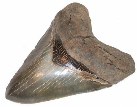 Megalodon Teeth For Sale - FossilEra.com Court Of Owls, Baleen Whales, Beaufort South Carolina, Rock Identification, Largest Whale, Species Of Sharks, Megalodon Tooth, The Great White, Shark Bites