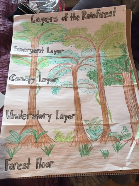 Layers of the Rainforest project for 2nd grade! 4 Layers Of The Rainforest, Rainforest Layers Craft, Rainforest Layers Project, 2nd Grade Habitat Project, Layers Of The Rainforest Activities, Rainforest Experiments For Kids, Biome Science Project, Rainforest Activities 2nd Grade, Rainforest Projects For Kids