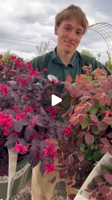 Armstrong Garden Centers on Instagram: "5 things you probably didn’t know about this landscape favorite… 

🧙‍♀️ Loropetalum aka Chinese Fringe Flowers are actually in the witch hazel family! their leaves and bark contain tannins just like their medicinal cousins. 

🌳 These elegant shrubs can be trained into many forms including a patio tree or a blooming hedge, so they can be enjoyed in many garden spaces. 

🌍 Loropetalums originate in China, Japan, and Southeast Asia where they have been cultivated for centuries. They symbolize beauty and tranquility. 

🦋 These unique fringe flowers attract pollinators such as bees and butterflies providing a nectar buffet all season long. 

🪴 Chinese fringe flowers are hardy, evergreen perennial shrubs that are easy to grow. Most varieties are hardy Witch Hazel Flower, Chinese Fringe Flower, Patio Trees, Bees And Butterflies, Garden Centers, Perennial Shrubs, Attract Pollinators, Diy Gardening, Witch Hazel