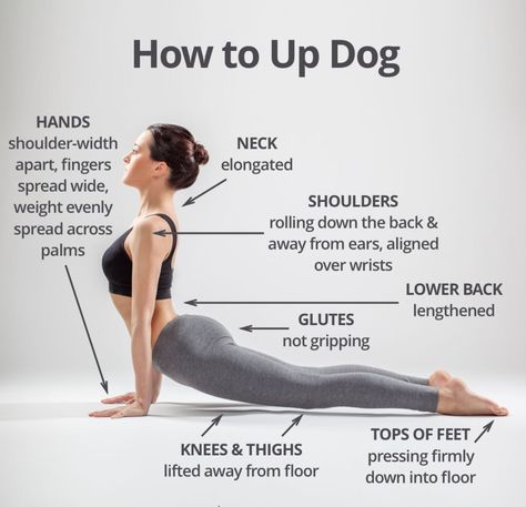 Upward Dog, Yoga Ashtanga, Ashtanga Vinyasa Yoga, Upward Facing Dog, Muscle Abdominal, Yoga Beginners, Frosé, Dog Yoga, Sup Yoga