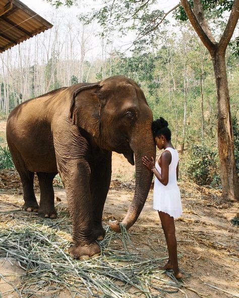 There are quite a few places to meet elephants throughout Thailand, but I chose @chailaiorchid because I was struck by the story of their… Thailand Travel Guide, Africa Do Sul, Chiang Mai Thailand, Elephant Love, Black Travel, An Elephant, Wanderlust Travel, Chiang Mai, Funny Animal Pictures