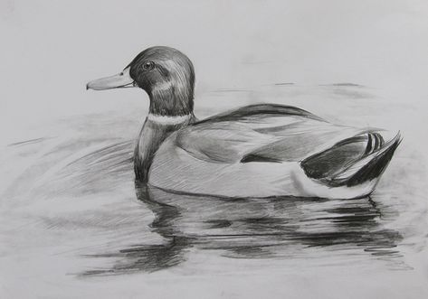 A Duck Drawing, Duck Sketch Pencil, Duck Drawing Realistic, Duck Drawing Sketches, Duck Pencil Drawing, Ducks Drawing, Duck Draw, Animal Pencil Drawings, Cute Duck Drawing