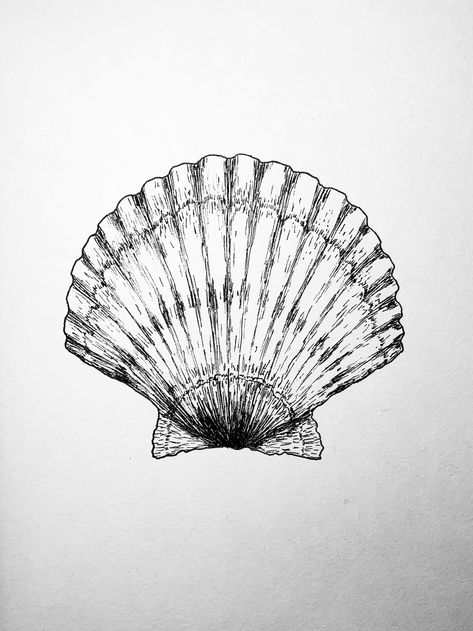 scallop, przegrzebek Clamshell Drawing, Scallop Shell Drawing, Scallop Tattoo, Sand Dollar Drawing, Scallop Drawing, Scallop Shell Tattoo, Sea Shell Drawing, Sealife Drawing, Shells Drawing