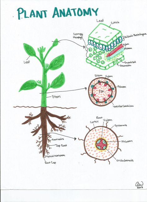 Animal and Plant Homeostasis and Physiology Study Guides | Ashley's Biology Study Guides Physiology Study, Plant Anatomy, Plant Lessons, Biology Plants, Plant Physiology, Biology Projects, Plant Notes, Plant Activities, Biology Classroom