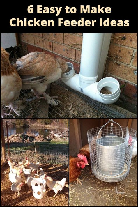 DIY Chicken Feeder Ideas: From recycled materials to easy-to-find supplies, these ideas will make feeding your chickens a breeze! Pvc Feeders For Chickens, Diy Treadle Chicken Feeder, Diy Chicken Feeder Ideas, Diy Gravity Chicken Feeder, Automatic Feeder For Chickens, Waterproof Chicken Feeder, No Waste Chicken Feeder Diy, Chicken Feeders Diy No Waste, Chicken Coop Feeder Ideas