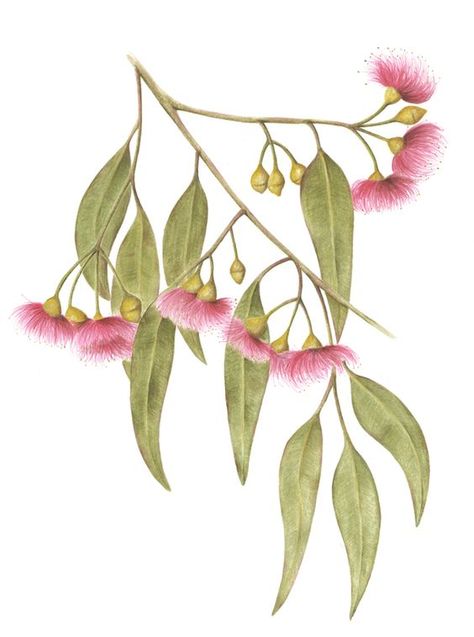 Cathy Klees Australian Tattoo, Australian Wildflowers, Australian Flowers, Australian Native Flowers, Australian Plants, Australian Native Plants, Illustration Botanique, Australian Native, Plant Drawing