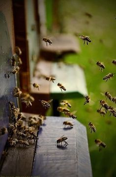 Honey bees coming and going. Very cool photo I Love Bees, Birds And The Bees, Bee Keeper, Pet Blog, Busy Bee, Save The Bees, Bees Knees, Bee Keeping, Queen Bees