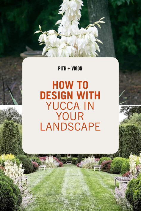 Yucca Plant Outdoor Pot, Yucca Plant Landscaping Front Yards, Yucca Garden Ideas, Red Yucca Plant Landscape Design, Yucca Landscaping Front Yards, Landscaping With Yucca Plants, Adams Needle Yucca Landscaping, Yucca Plant Landscaping Garden Ideas, Mediterranean Garden Ideas Landscaping