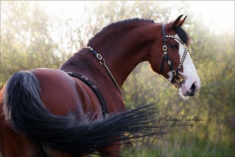 Natalie Core, Horse Photo, Fantasy Horses, Most Beautiful Horses, Majestic Horse, All The Pretty Horses, Horse Drawings, Horse Equestrian, Wild Horse