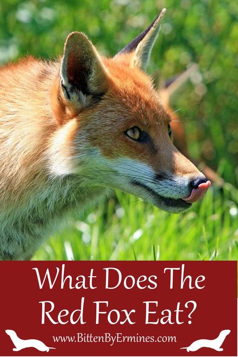 Red foxes are omnivores and eat mainly invertebrates such as rabbits, mice, and other small rodents. However, they will also eat carrion (dead animals), fish, birds’ eggs, and even fruits when other food is scarce. The red fox’s diet depends on the time of year and location. Foxes in warmer climates eat more fruit than those in colder regions, which consume more meat because fruits are less available. Read more about the Red Fox on BittenByErmines.com - where you'll also find our fox wall art. Fox Eat, Fox Facts, Fun Facts About Cats, Eat More Fruit, Birds Eggs, Dead Animals, Red Foxes, Fox Wall Art, Animal Nature