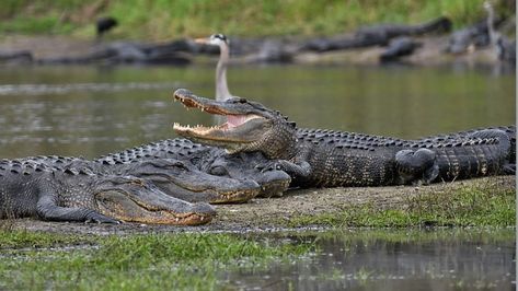 Reptiles Preschool, Reptiles Activities, Amphibians Activities, Australian Crocodile, Crocodile Eating, Myakka River State Park, Crocodile Animal, Saltwater Crocodile, Reptile Terrarium