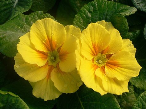 Primrose: Primula [Family: Primulaceae] - Flickr - Photo Sharing! Yellow Primrose, Primrose Yellow, Pansy Flower, Alpine Plants, Meg Ryan, Pansies Flowers, Illustration Ideas, Foot Tattoo, Growing Herbs