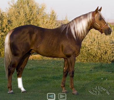 Chocolate Palomino Palomino Quarter Horse, Chocolate Palomino, Its Complicated, Aqha Horses, Horse Coat Colors, Silver Bay, Palomino Horse, Horse Therapy, American Quarter Horse