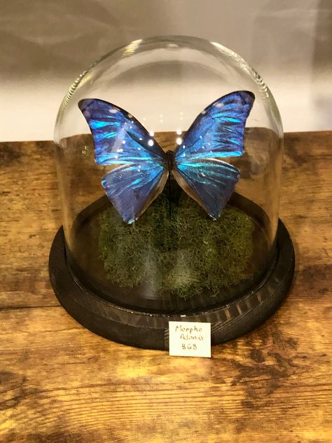 Butterfly Gifts, Glass Containers, Blue Butterfly, Snow Globes, Globe, Glass, Blue, Gifts