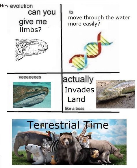 Biology Memes, Funny Science Jokes, Dinosaur Funny, Pinterest Memes, Random Memes, Silly Animals, Prehistoric Animals, Memes Humor, Wholesome Memes